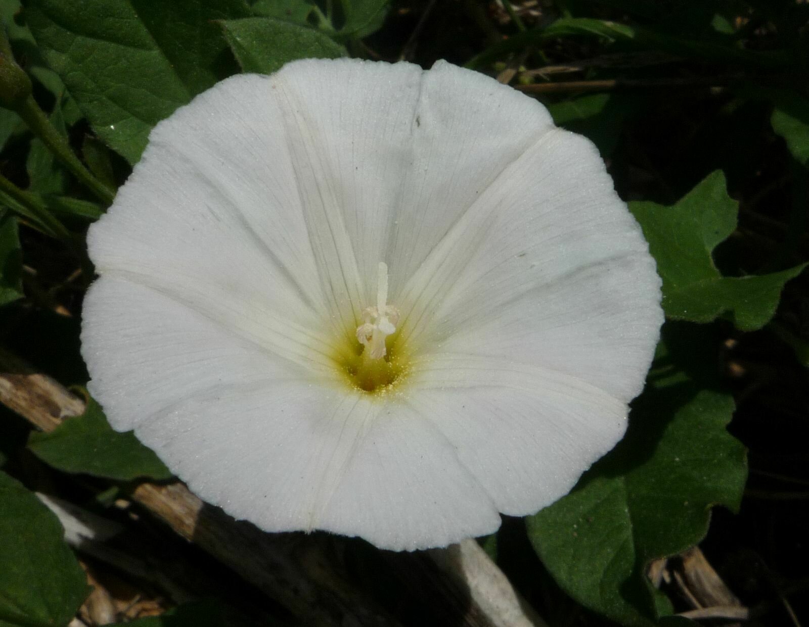High Resolution Convolvulus arvensis Flower
